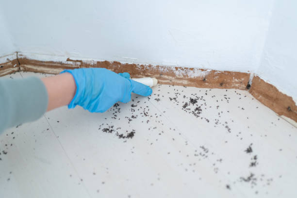Best Local Pest Control Services  in Sanibel, FL